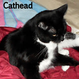 cathead-napedog-tuxuedo-cat-best-breed-tux-kitten